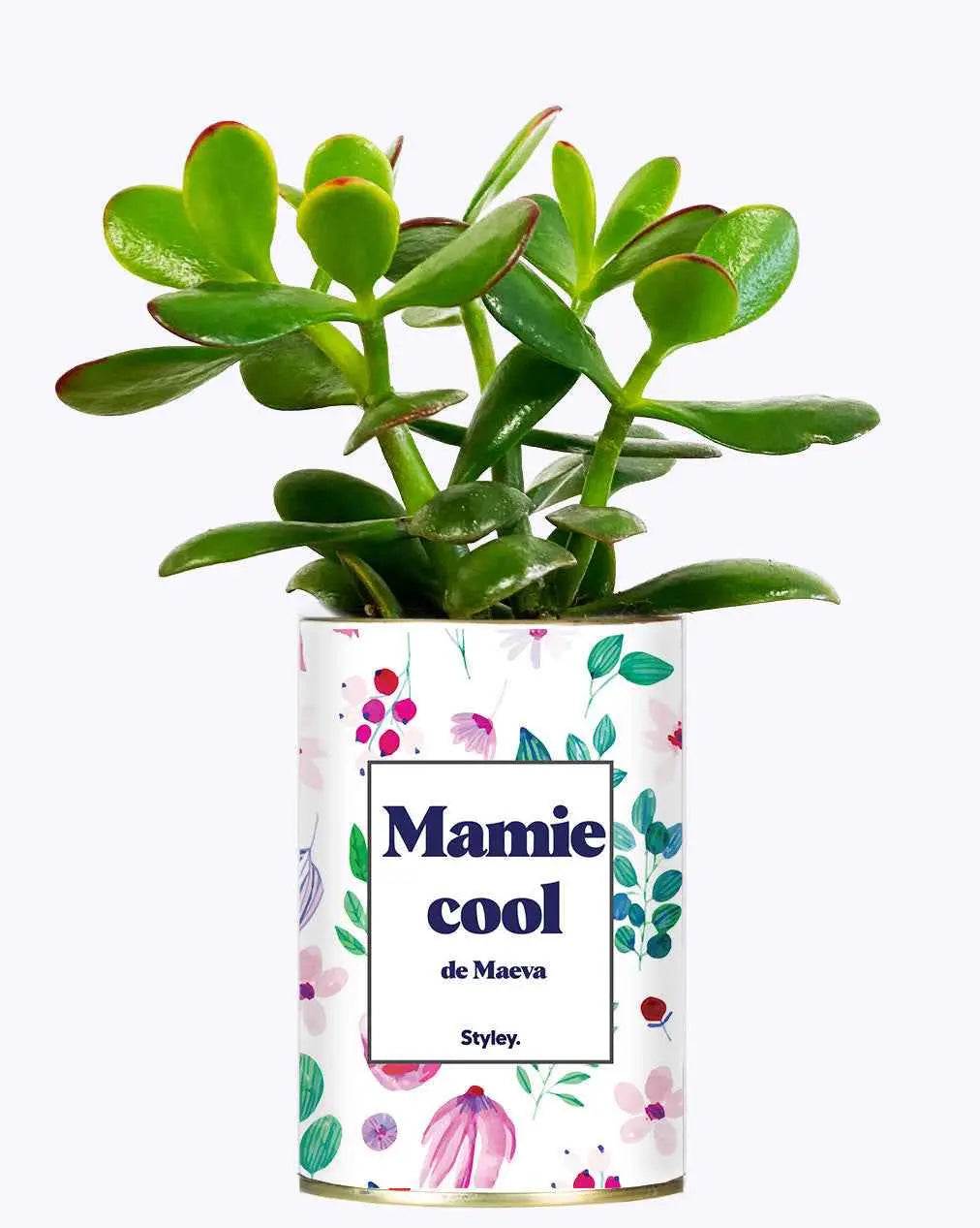 Mamie cool personnalisable - Plante Crassula varié