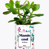 Mamie cool personnalisable - Plante Crassula varié