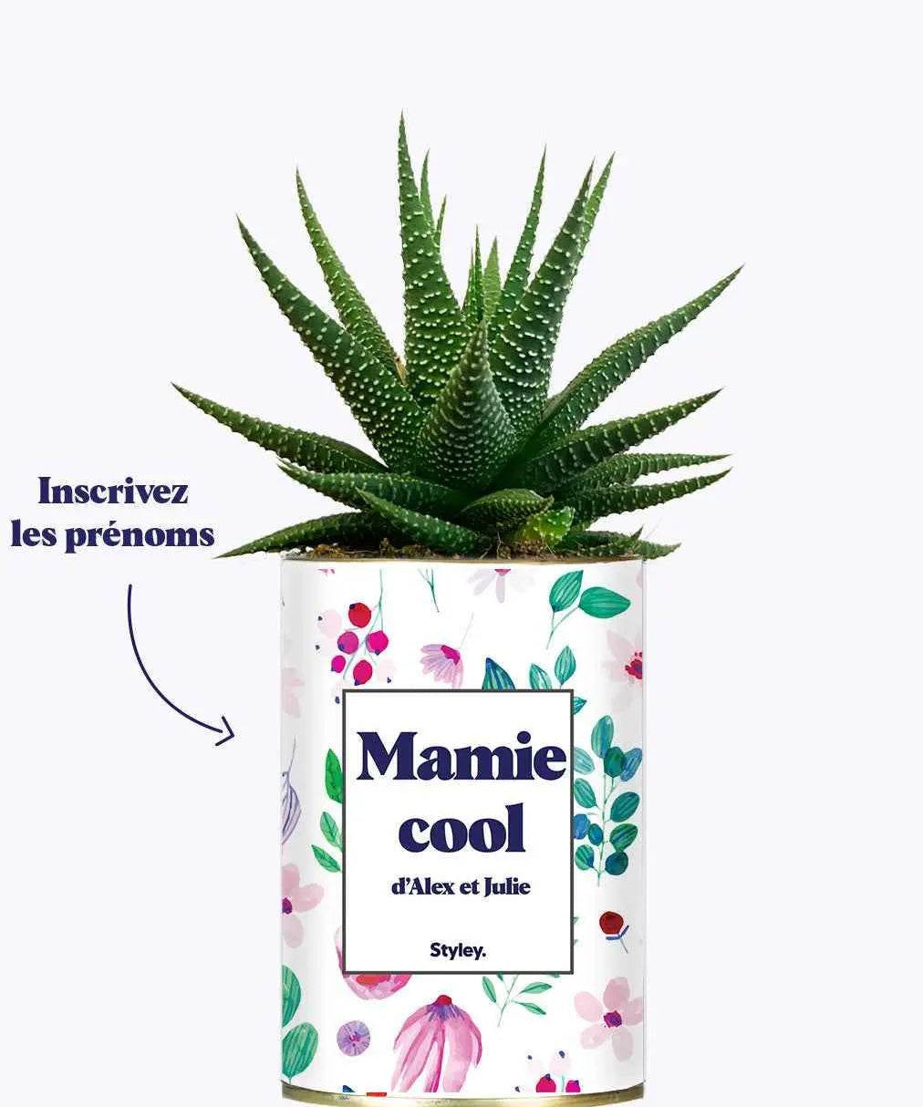 Mamie cool personnalisable - Plante Haworthia varié