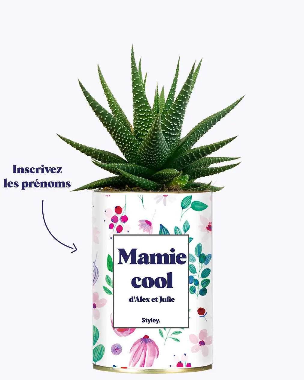 Mamie cool personnalisable - Plante Haworthia varié