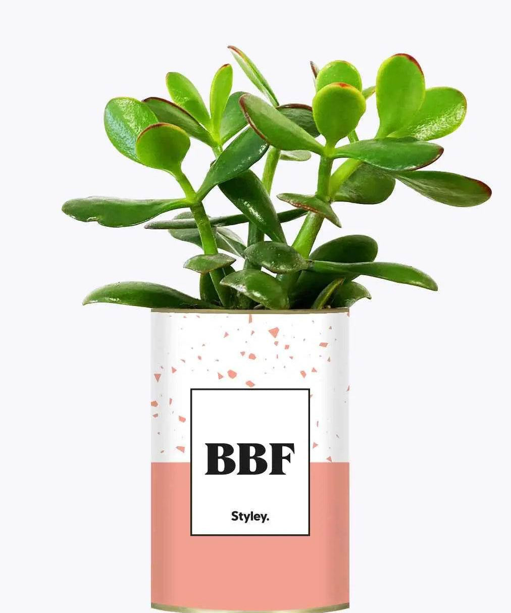 BFF - Plante Crassula varié