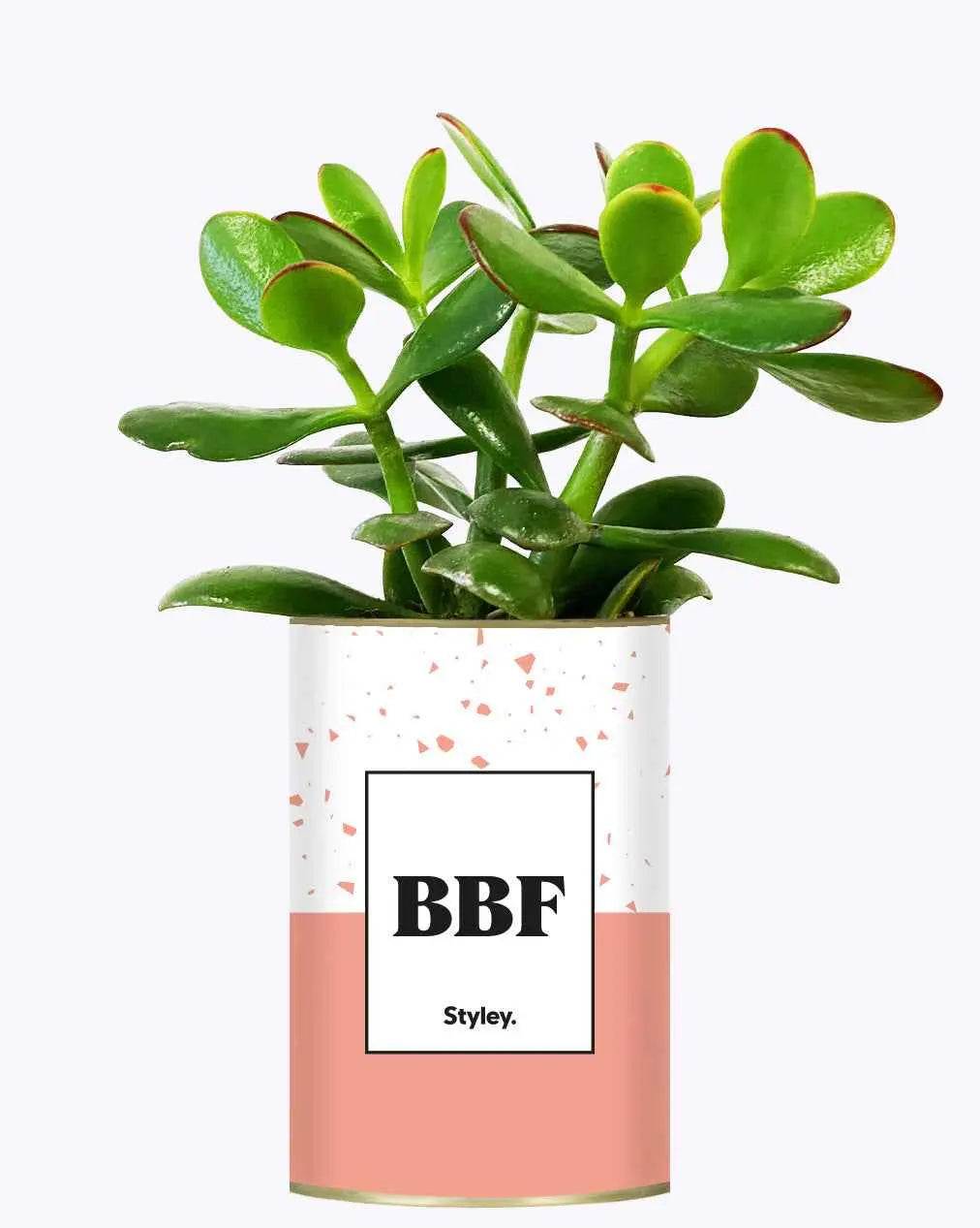 BFF - Plante Crassula varié