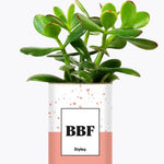 BFF - Plante Crassula varié