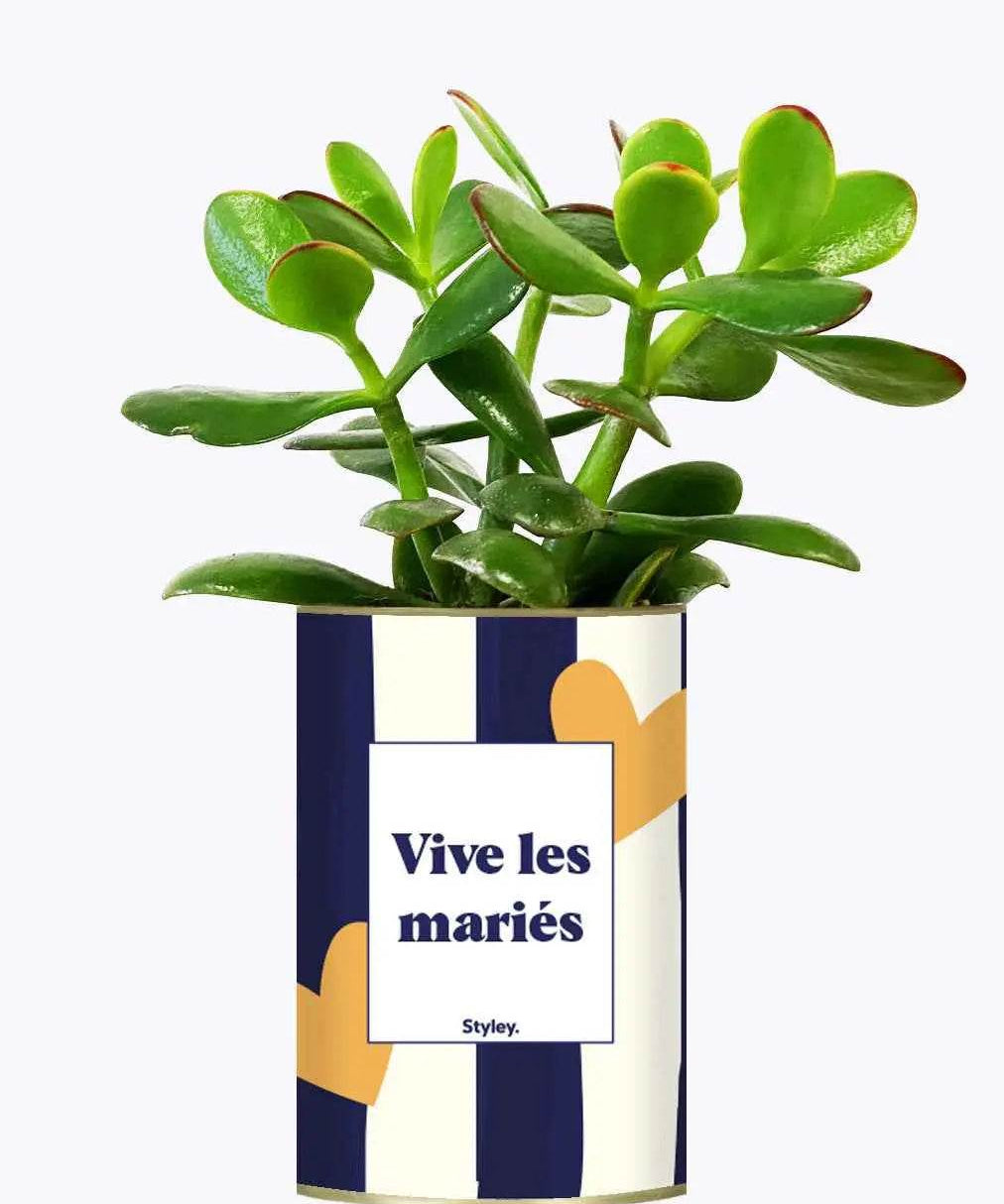 Vive les mariés - Plante Crassula varié