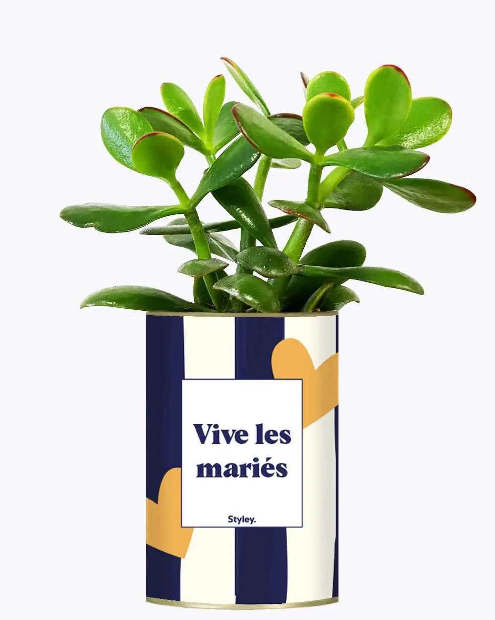 Vive les mariés - Plante Crassula varié