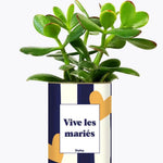 Vive les mariés - Plante Crassula varié