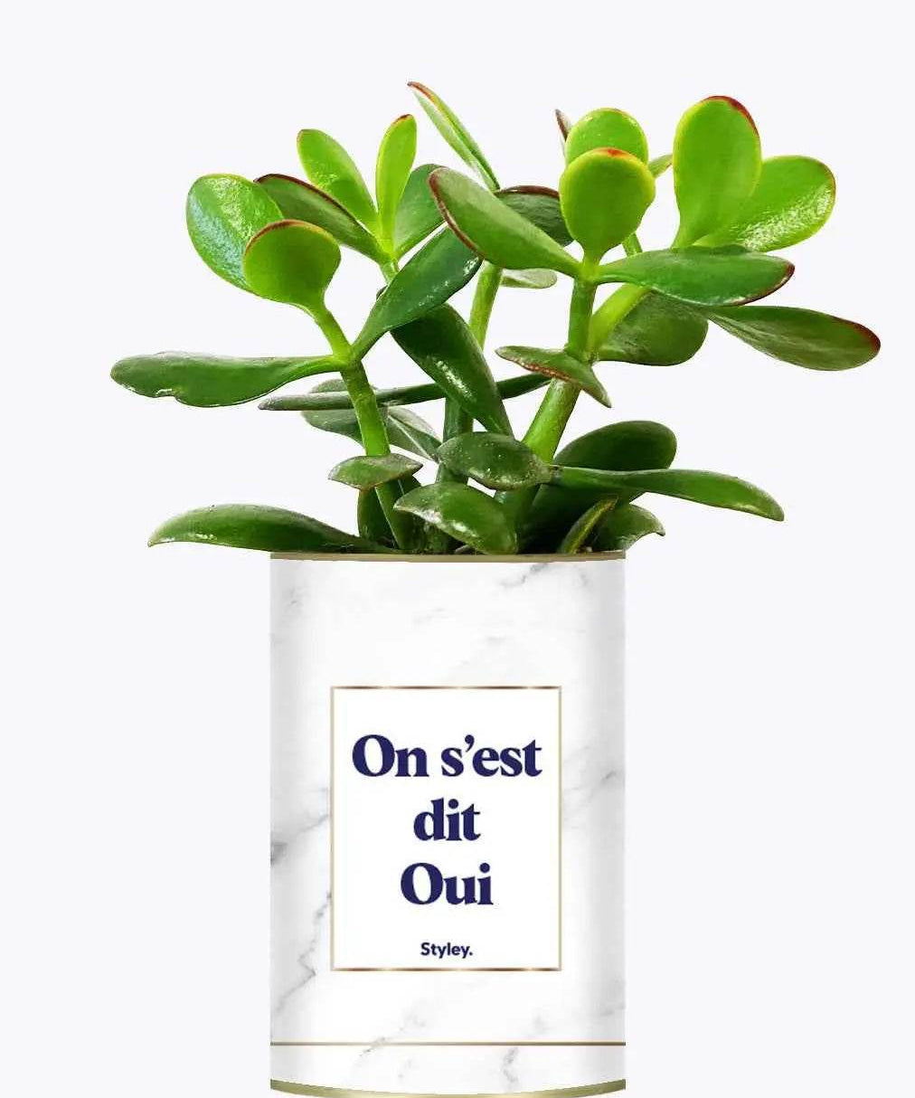 On s'est dit oui - Plante Crassula varié