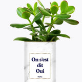 On s'est dit oui - Plante Crassula varié