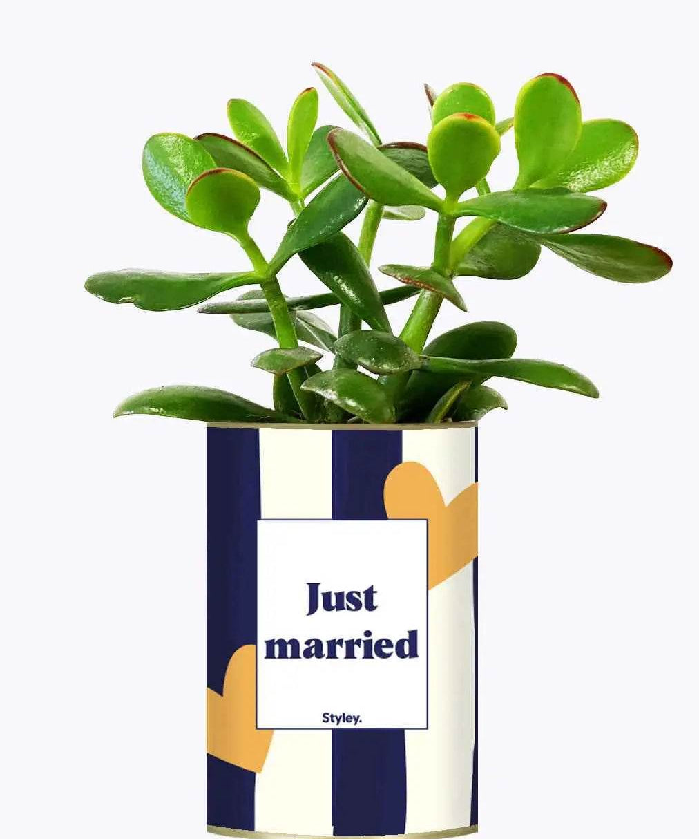 Just married - Plante Crassula varié
