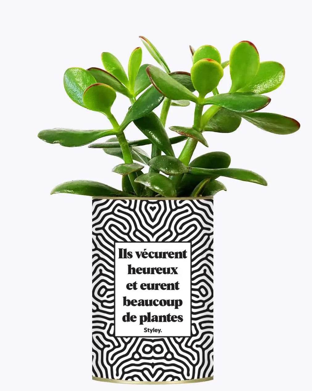 Ils vécurent heureux et eurent beaucoup de plantes - Plante Crassula varié
