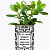 Ils vécurent heureux et eurent beaucoup de plantes - Plante Crassula varié
