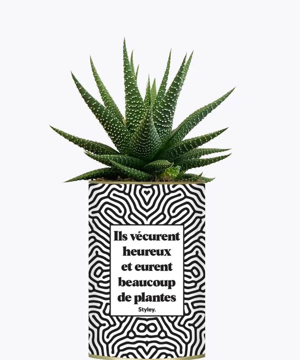 Ils vécurent heureux et eurent beaucoup de plantes - Plante Haworthia varié