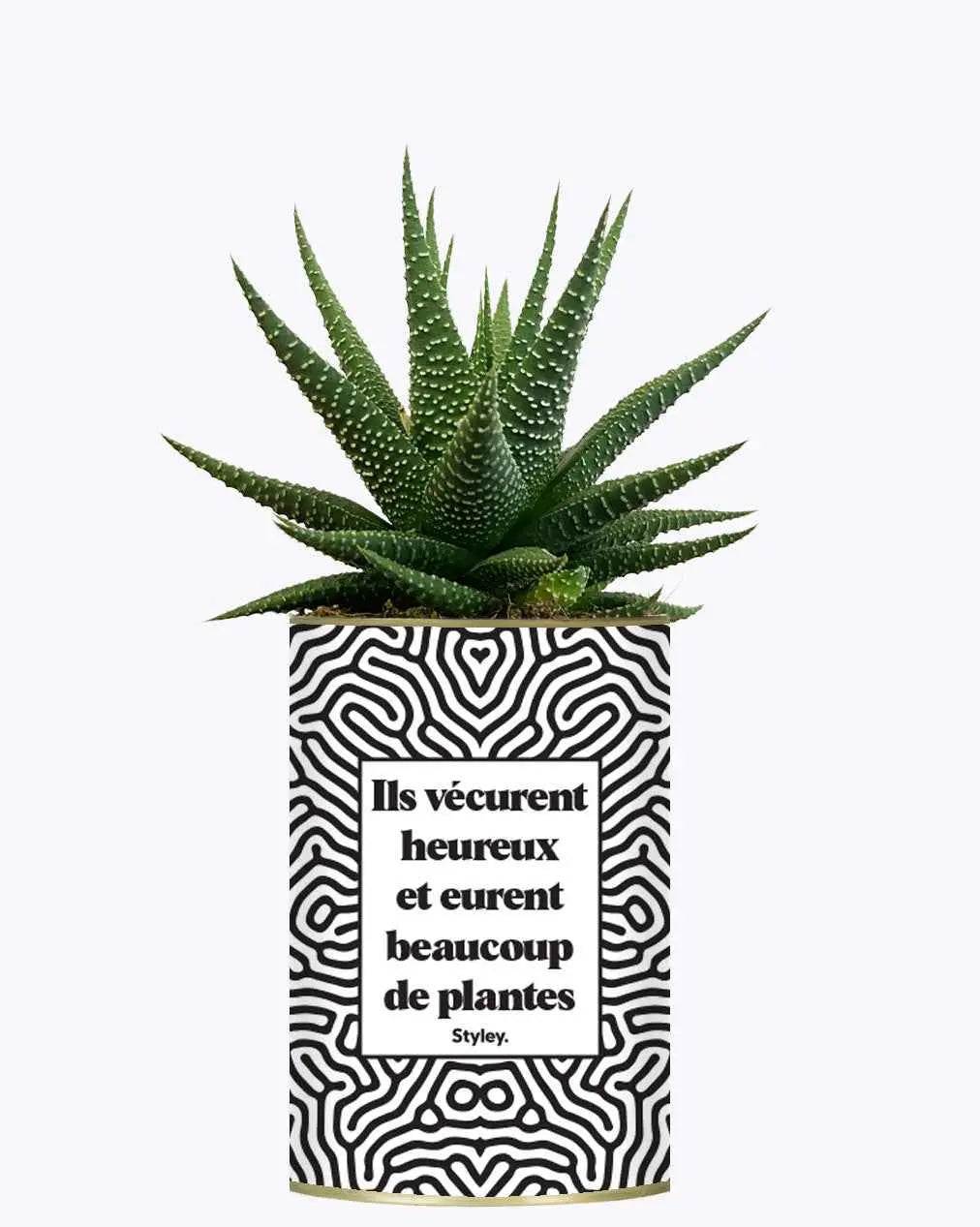 Ils vécurent heureux et eurent beaucoup de plantes - Plante Haworthia varié
