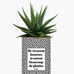 Ils vécurent heureux et eurent beaucoup de plantes - Plante Haworthia varié