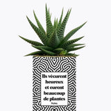 Ils vécurent heureux et eurent beaucoup de plantes - Plante Haworthia varié