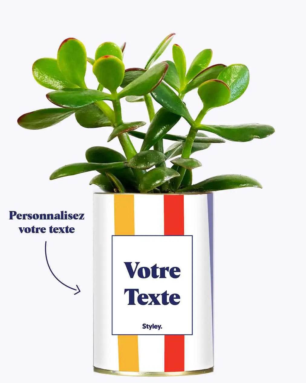 Cactus Venise - Plante Personnalisable