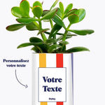 Cactus Venise - Plante Personnalisable