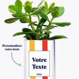 Cactus Venise - Plante Personnalisable