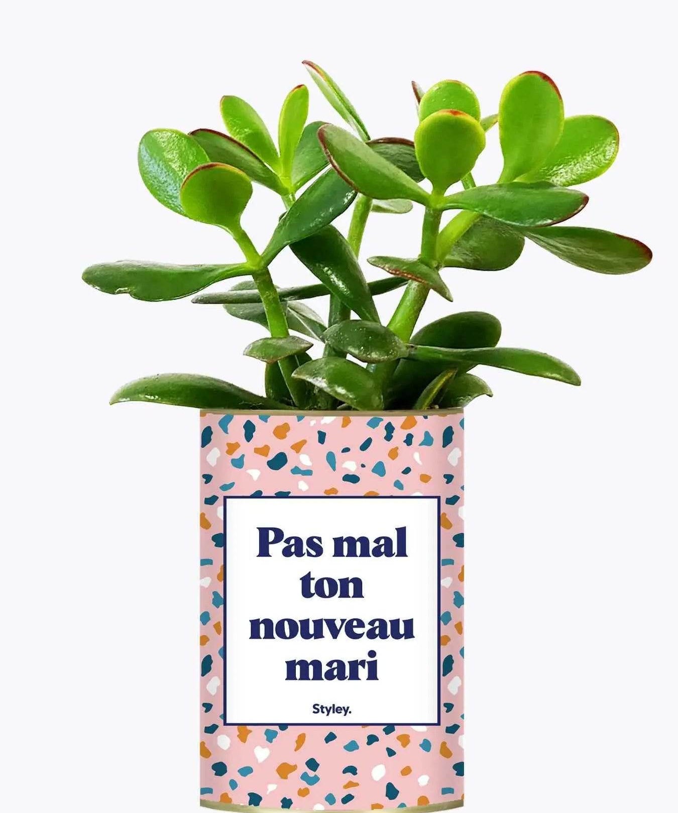 Pas mal ton nouveau mari - Plante Haworthia varié