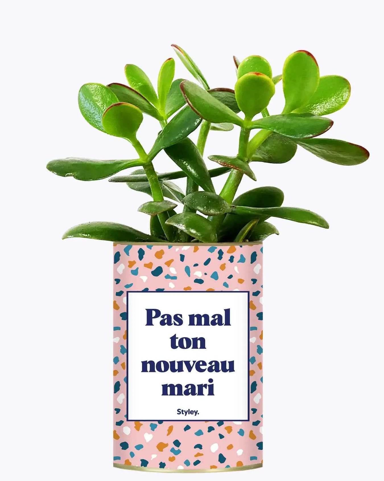 Pas mal ton nouveau mari - Plante Haworthia varié