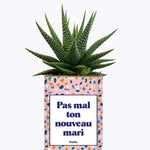 Pas mal ton nouveau mari - Plante