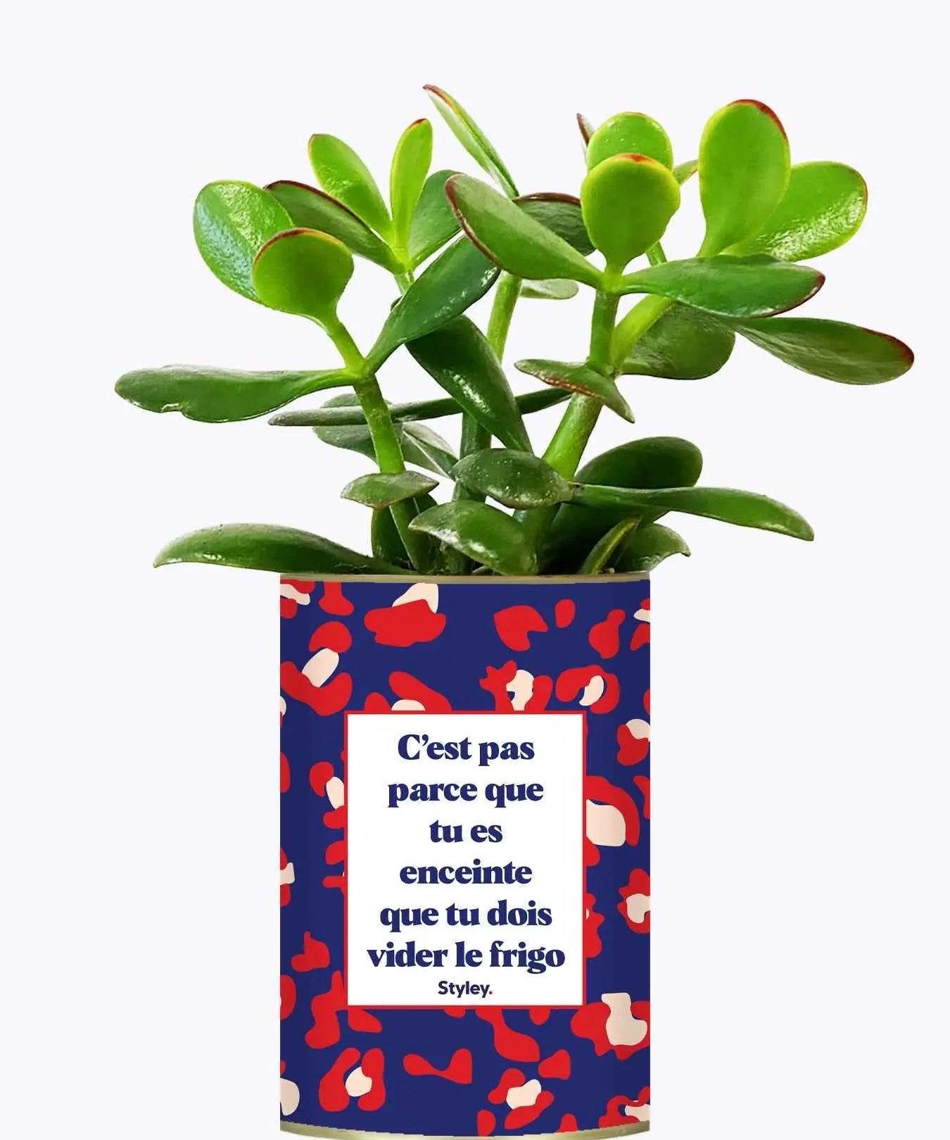 C'est pas parce que tu es enceinte que tu dois vider le frigo - Plante Crassula varié