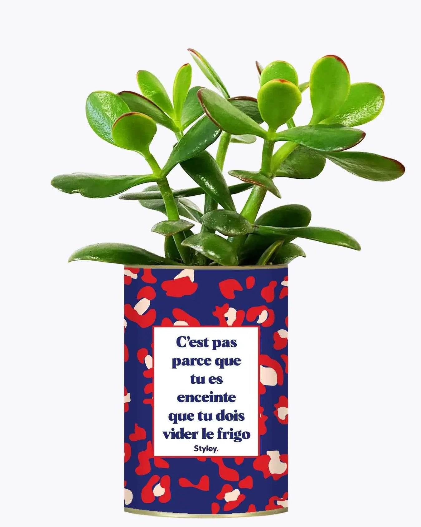 C'est pas parce que tu es enceinte que tu dois vider le frigo - Plante Crassula varié