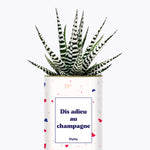 Dis adieu au champagne - Plante