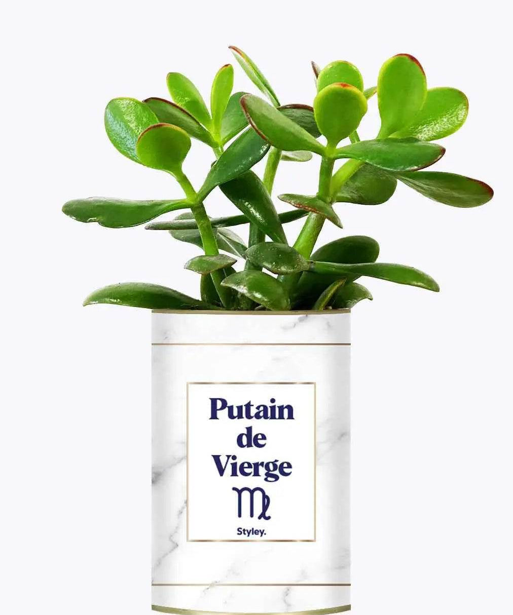 Putain d'astro - Plante zodiac Crassula varié Vierge