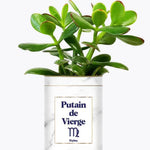 Putain d'astro - Plante zodiac Crassula varié Vierge