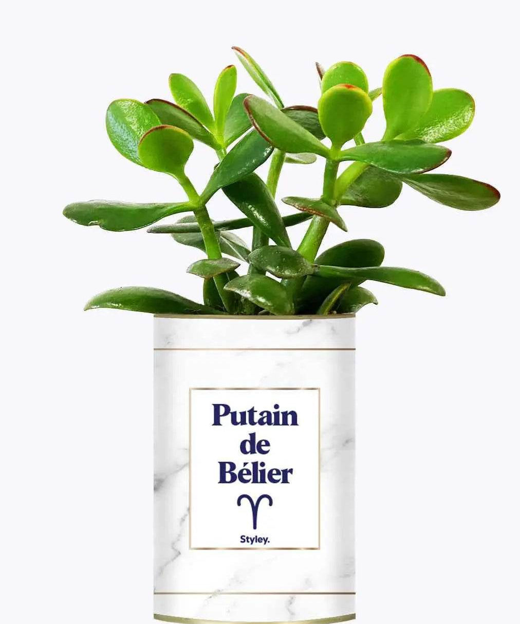 Putain d'astro - Plante zodiac Crassula varié Bélier