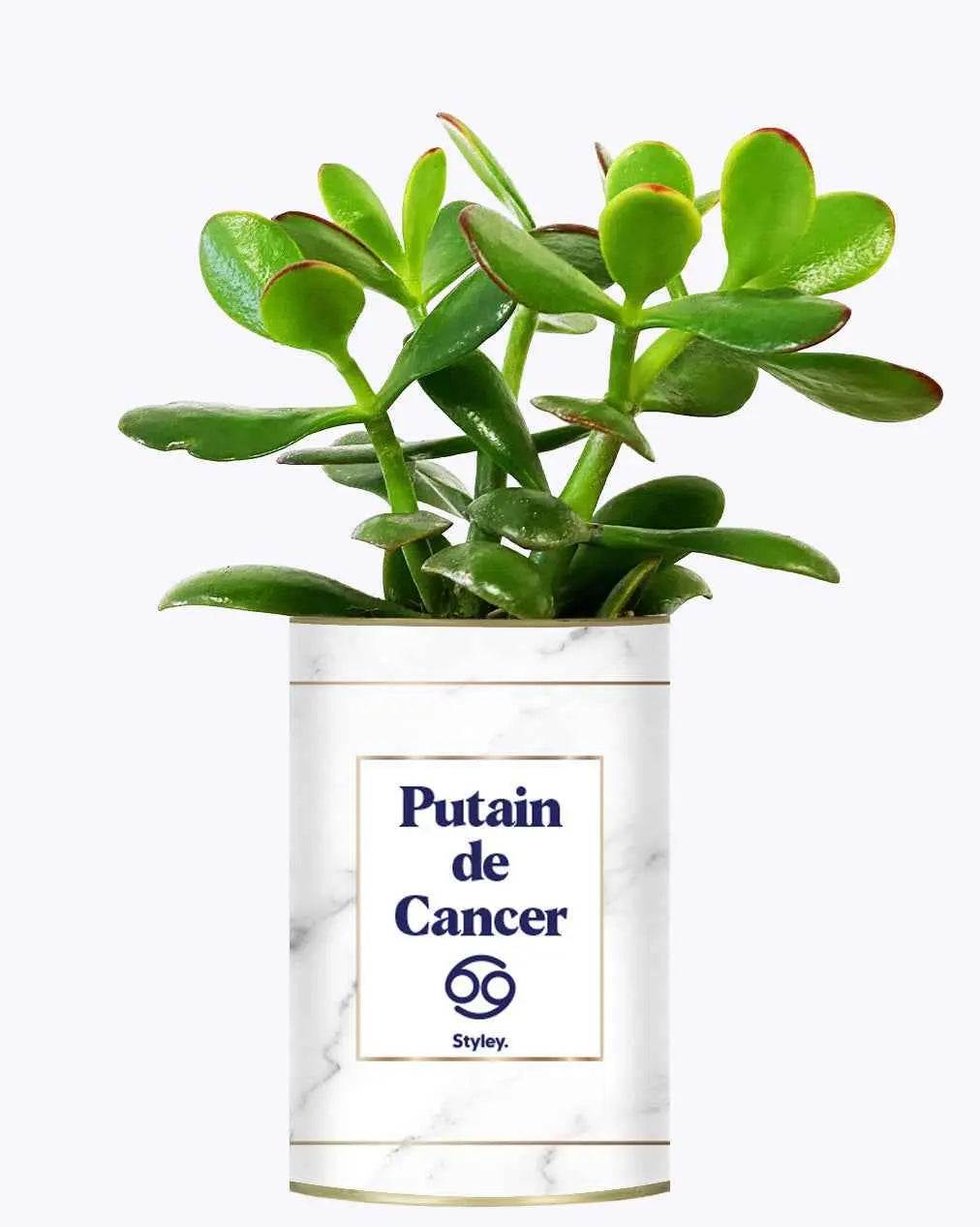 Putain d'astro - Plante zodiac Crassula varié Cancer