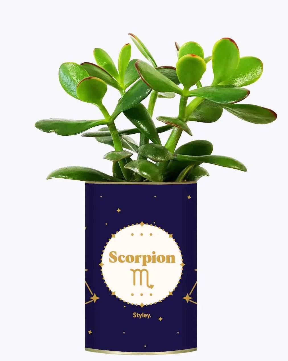 Astrologie - Plante zodiac Crassula varié Scorpion