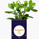 Astrologie - Plante zodiac Crassula varié Scorpion