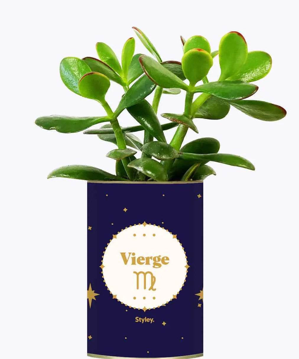 Astrologie - Plante zodiac Crassula varié Vierge