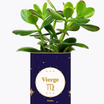 Astrologie - Plante zodiac Crassula varié Vierge