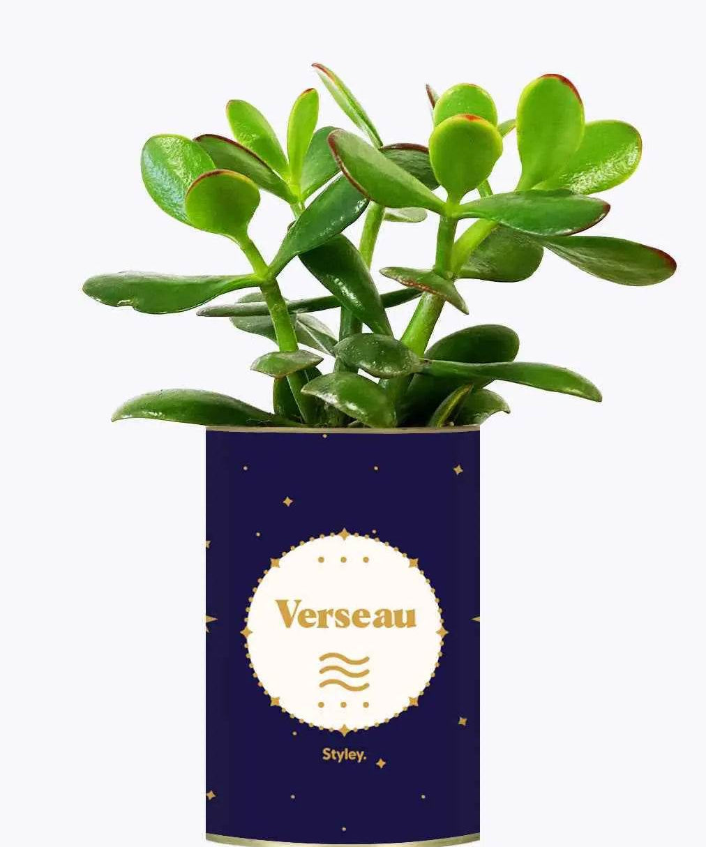 Astrologie - Plante zodiac Crassula varié Verseau