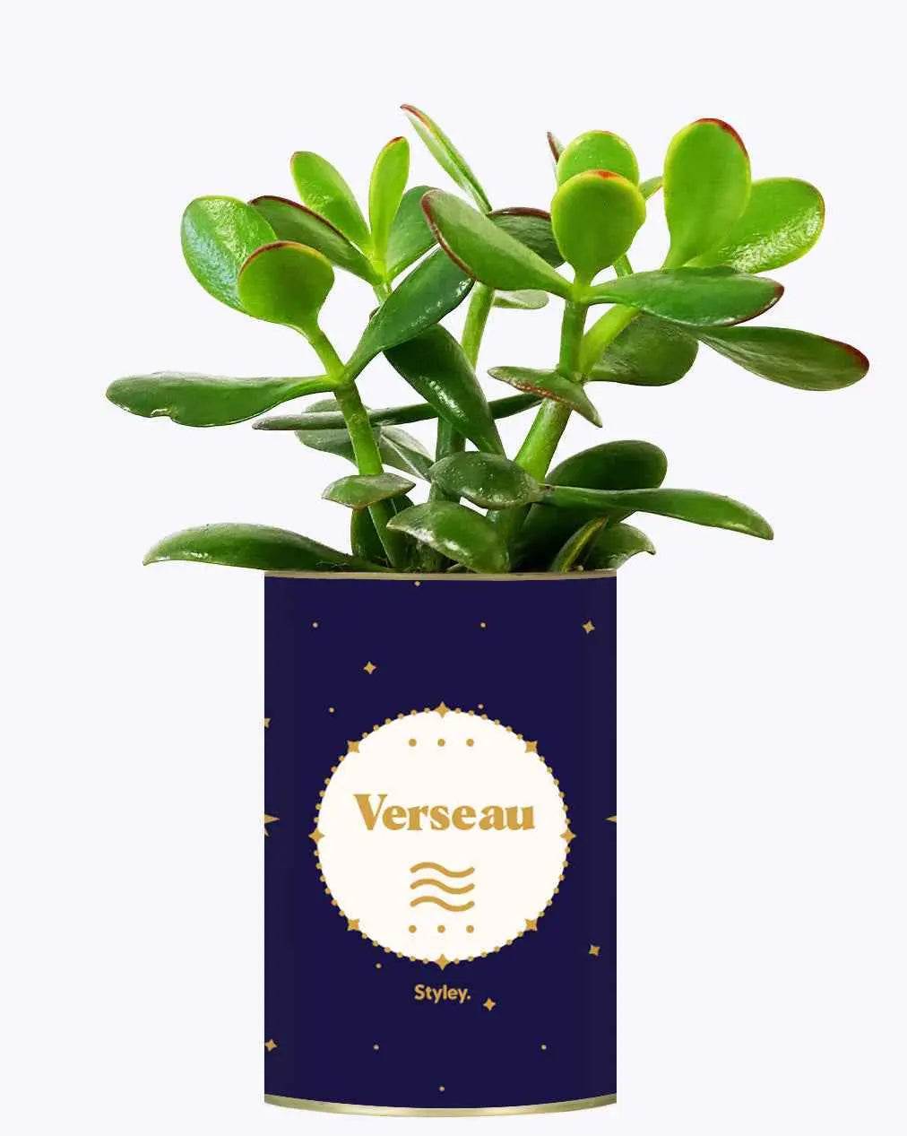 Astrologie - Plante zodiac Crassula varié Verseau