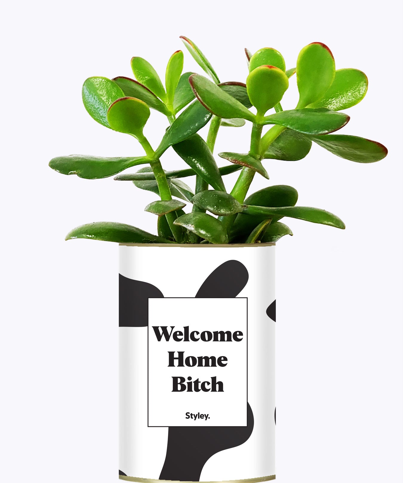 Welcome Home Bitch - Cactus