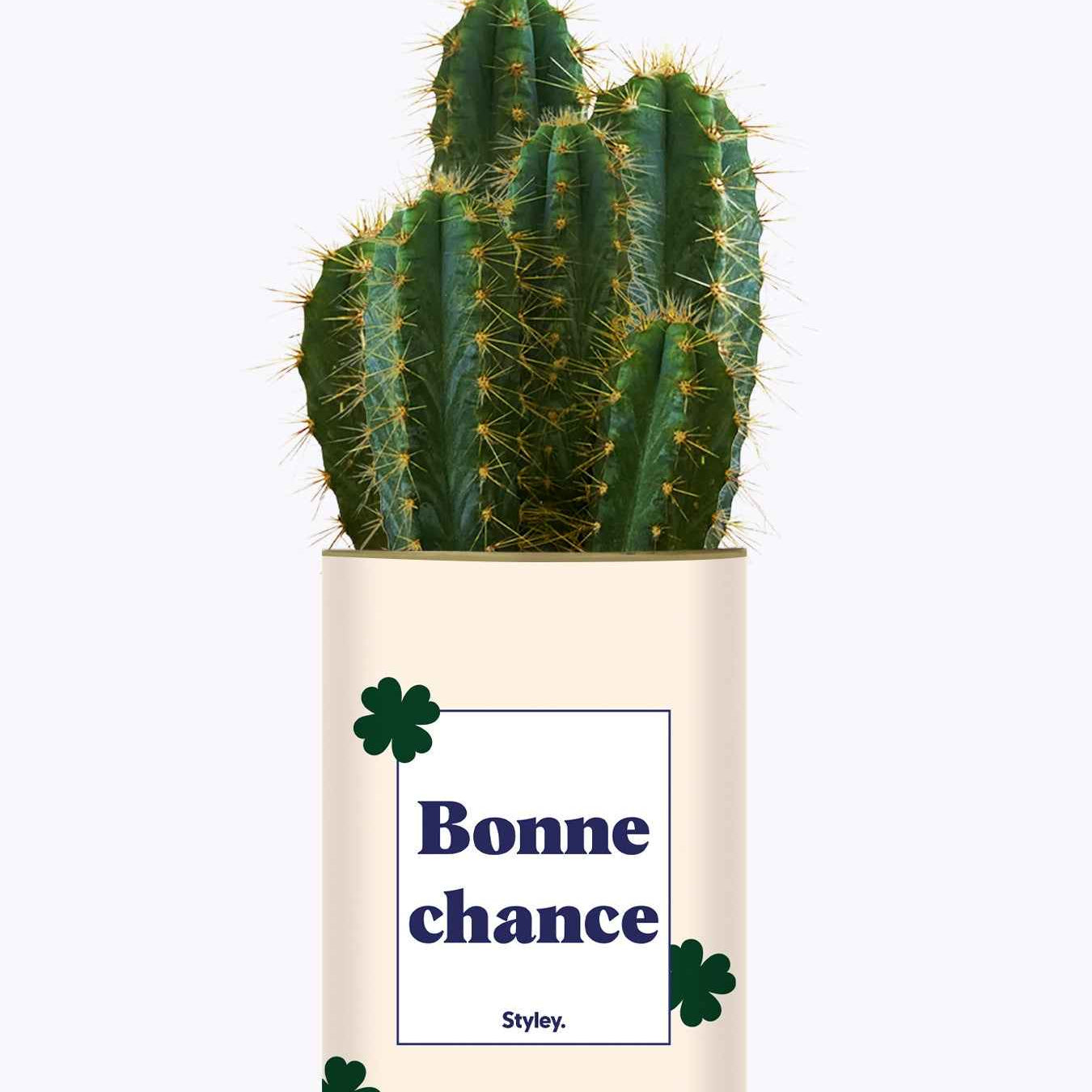 Bonne chance - Cactus