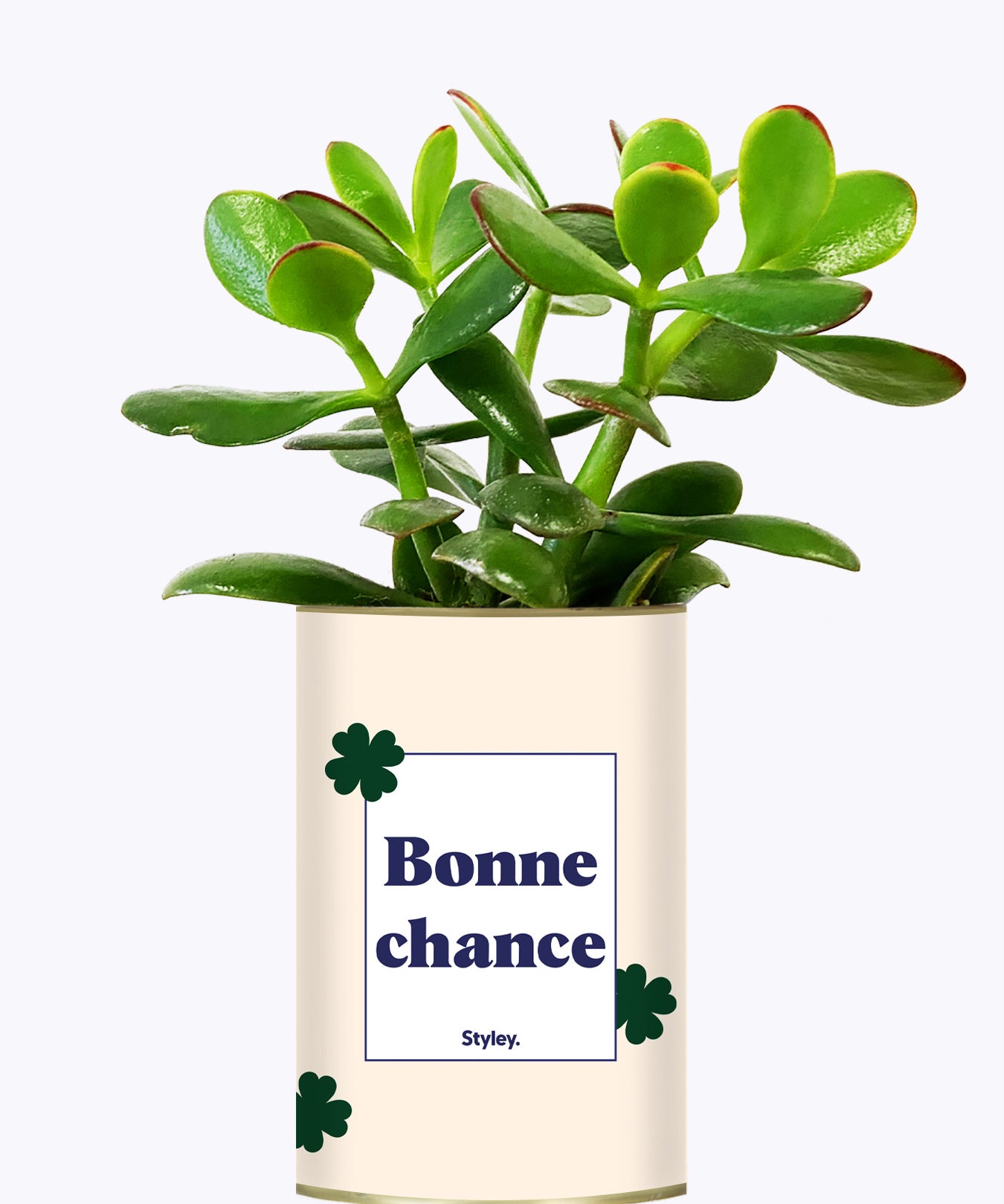 Bonne chance - Cactus