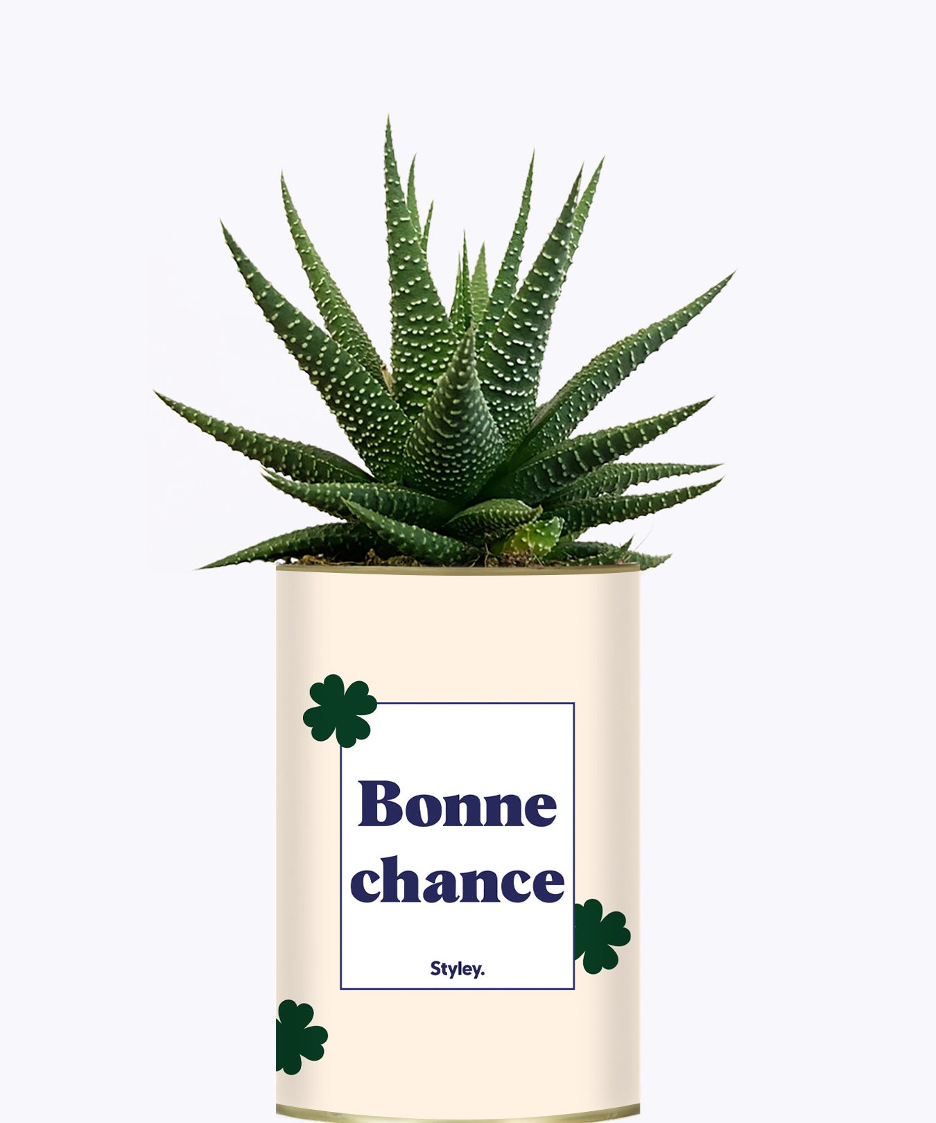 Bonne chance - Cactus
