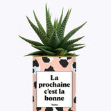 La prochaine c'est la bonne - Cactus