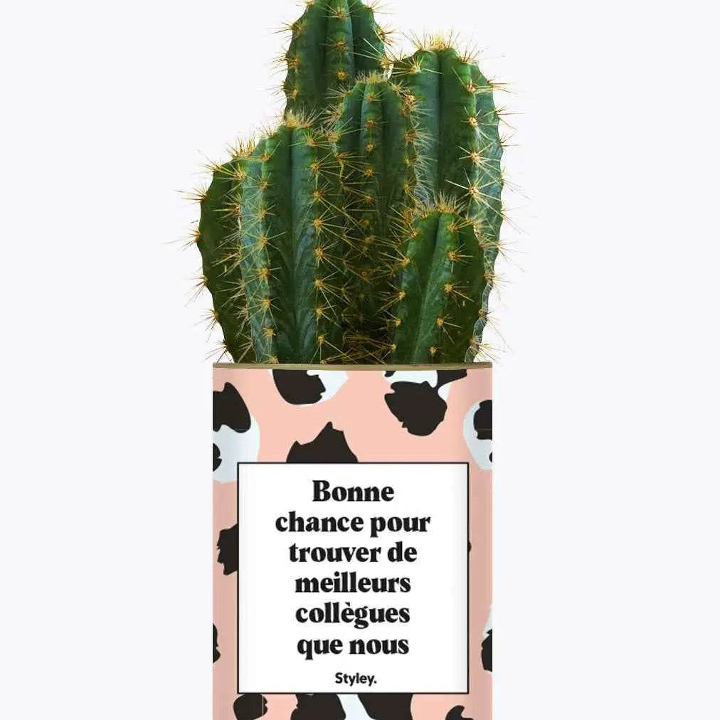 Bonne chance pour trouver de meilleurs collègues que nous - Plante Cactus varié