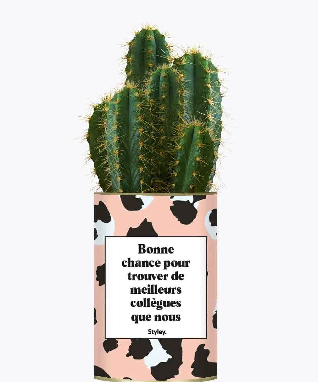 Bonne chance pour trouver de meilleurs collègues que nous - Cactus