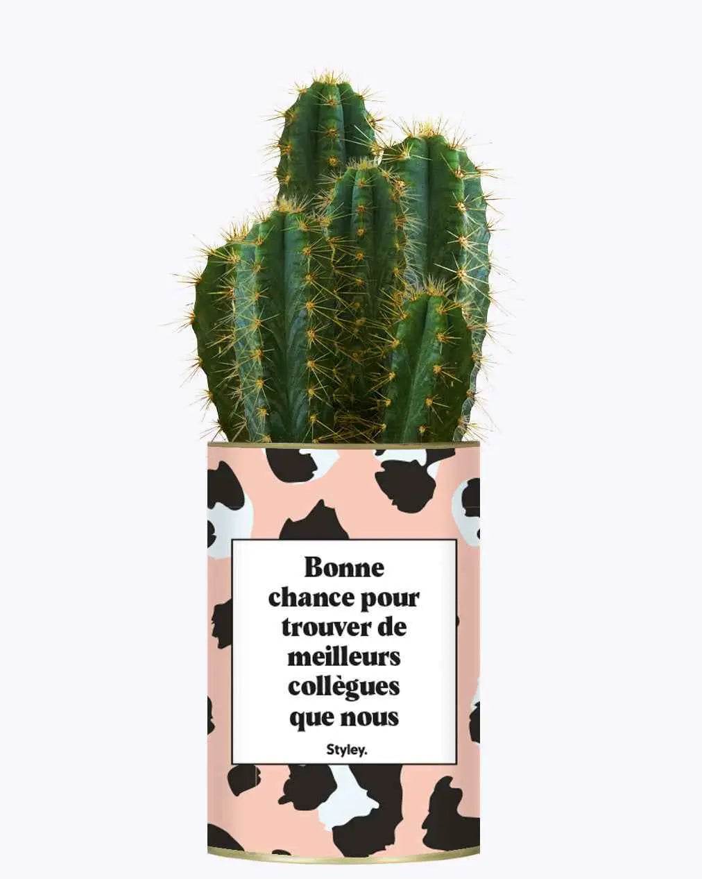 Bonne chance pour trouver de meilleurs collègues que nous - Plante Cactus varié