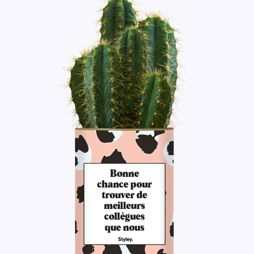 Bonne chance pour trouver de meilleurs collègues que nous - Cactus