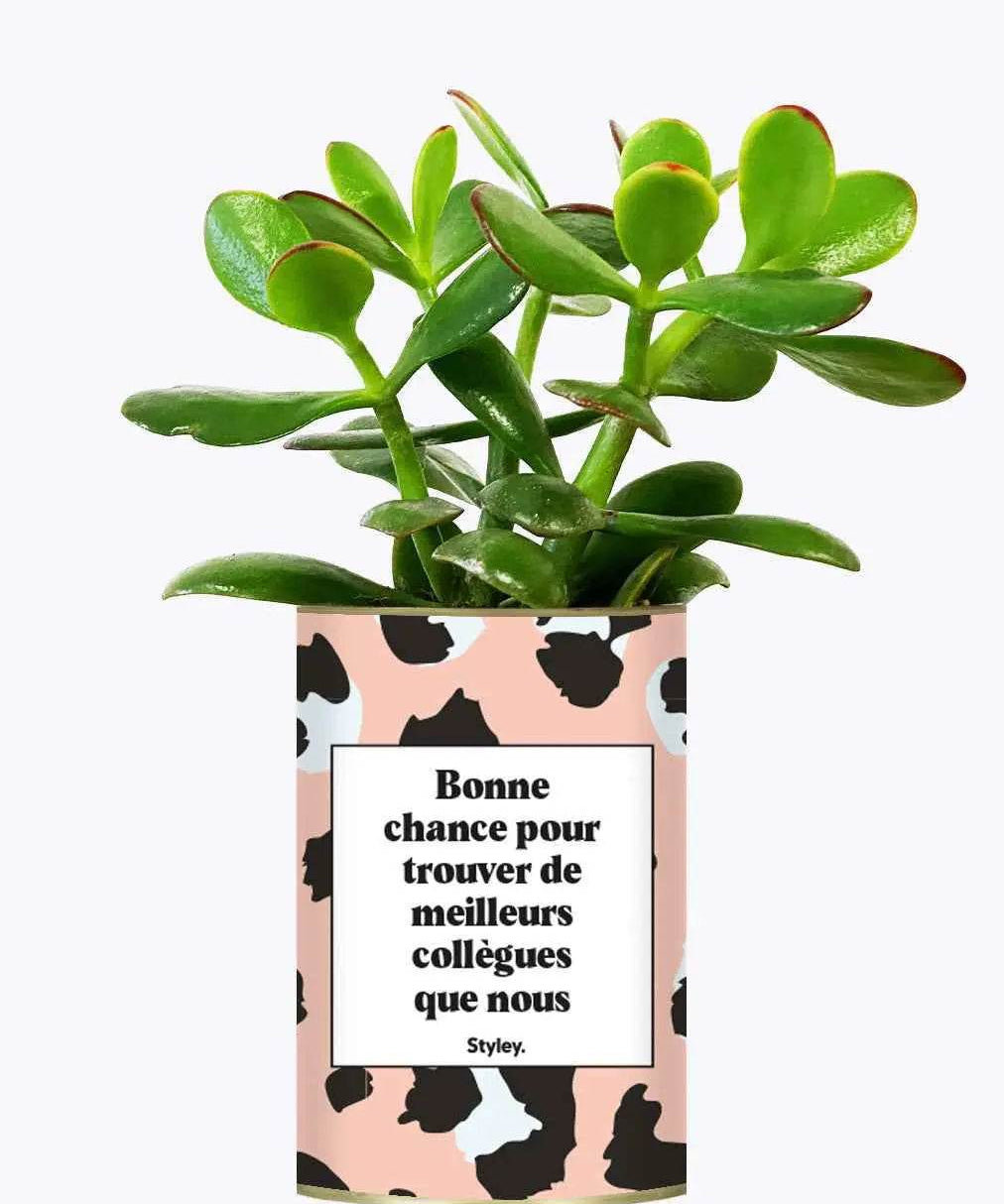 Bonne chance pour trouver de meilleurs collègues que nous - Cactus