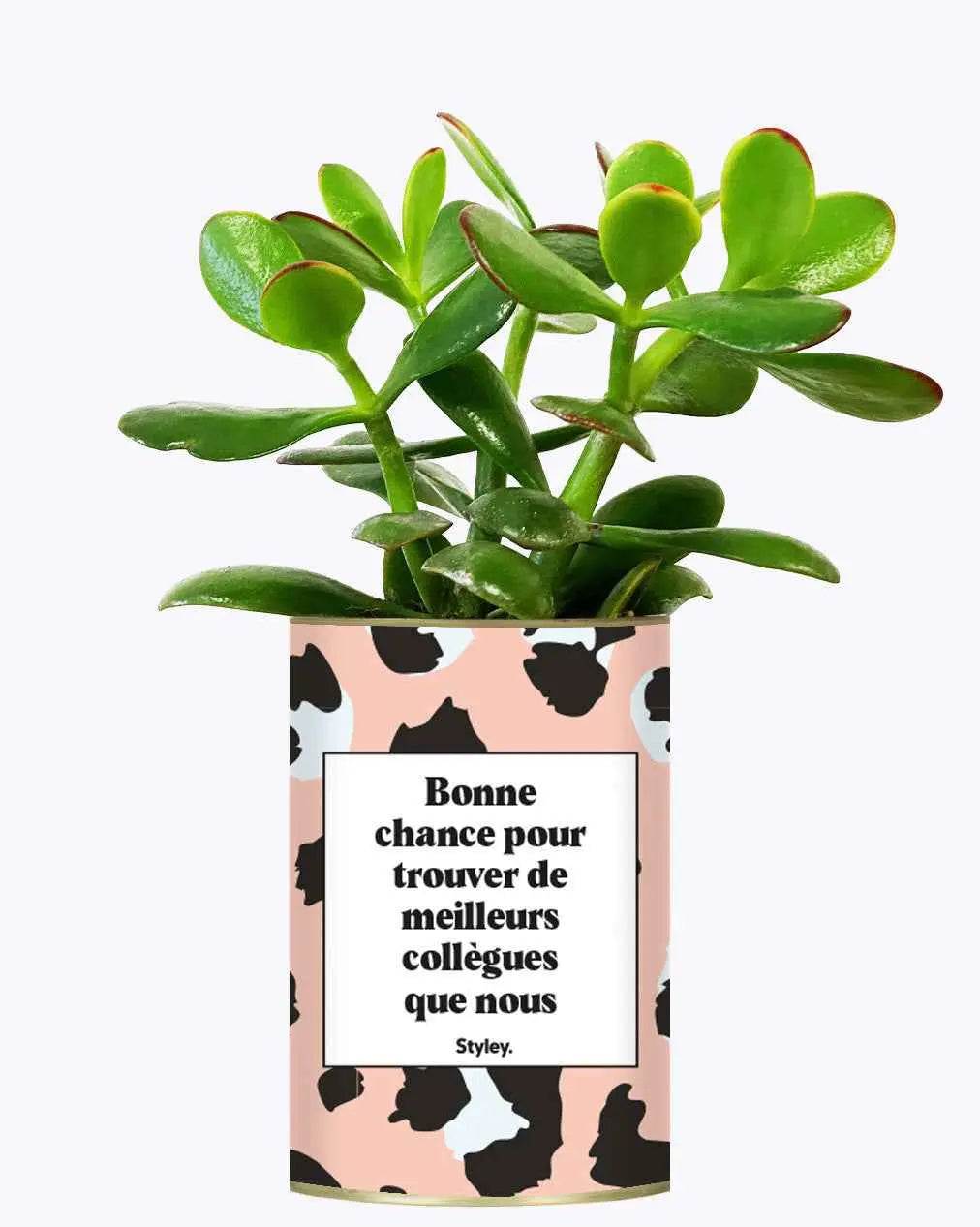 Bonne chance pour trouver de meilleurs collègues que nous - Plante Crassula varié