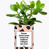 Bonne chance pour trouver de meilleurs collègues que nous - Plante Crassula varié